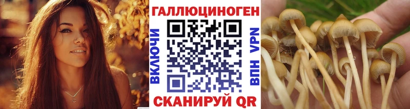 магазин    Данилов  Псилоцибиновые грибы мицелий 